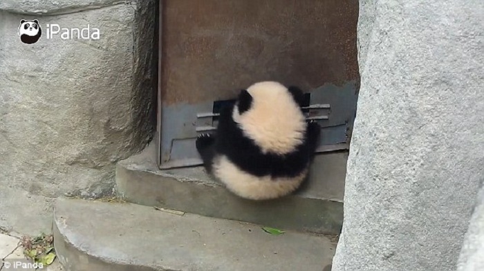 World`s cutest door stop